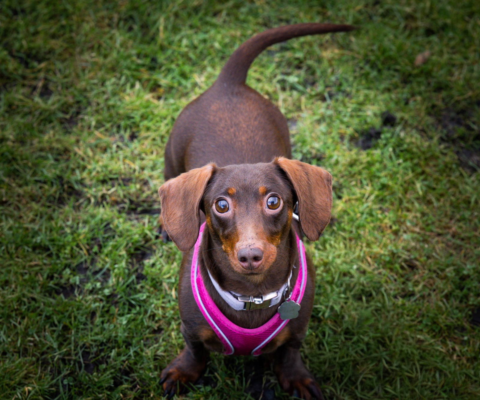 Pet photography